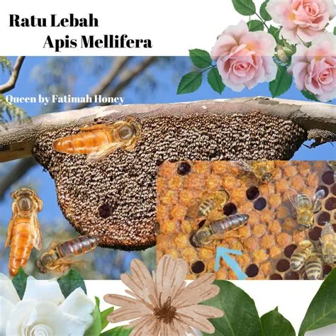 ratu-lebah-melifera-Rahasia-Ratu